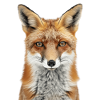 Renard