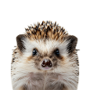 Hedgehog
