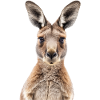 Kangaroo