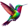 Colibri
