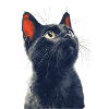 Black Cat