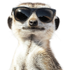 Meerkat with sunglasses