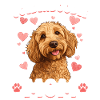 Goldendoodle Hunderace Goldendoodle Mor