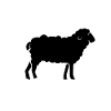 Sheep Moon Sheep Herd Wool