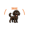 Coffee and Curly-coated Retriever