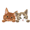 Peeking cute two cats