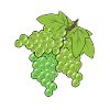 Grapes Grapes Grapes Vine Garden