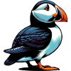 Puffin