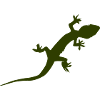 Gecko Lizard