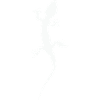 Gecko Lizard