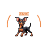 Coffee and German Pinscher