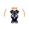 Café et schnauzer géant