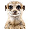 Suricate
