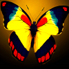 columbian butterfly