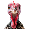 Turkey