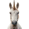 Einhorn