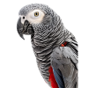 African Grey