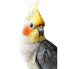 Calopsitte