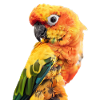 Parakeets