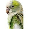 Monk parakeet