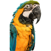 Macaw