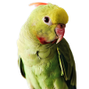 Rose-ringed parakeet