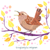 winter wren