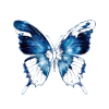 Papillon bleu
