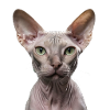chat sphynx