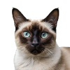 Siamese cat