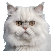 White Persian cat