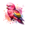 Bourke Parakeet Gift