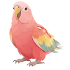 Bourke parakeet