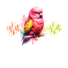 Bourke Parakeet Heart Line