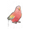 Bourke's Parakeet US Bourkesittich