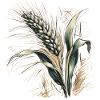 An ear of wheat