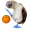 Blue-footed boobies basketball