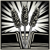 3 ears of grain wheat