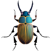Insecte