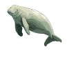 Manatee Dugongs Dugong