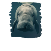 Manatee Dugongs Dugong