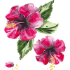 Fleurs d’hibiscus