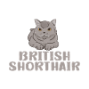 Cadeaux British Shorthair