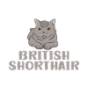 Cadeaux British Shorthair