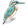 Martin-pêcheur Eisvogel