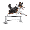 Agility