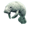 Seekuh Manatees Manatee