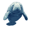 Seekuh Manatees Manatee