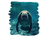 Seekuh Manatees Manatee