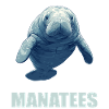 Seekuh Manatees Manatee